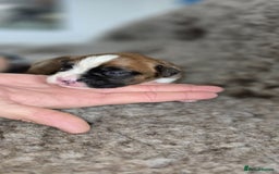 Boxer dogs for sale: Boxer puppies - Image 17