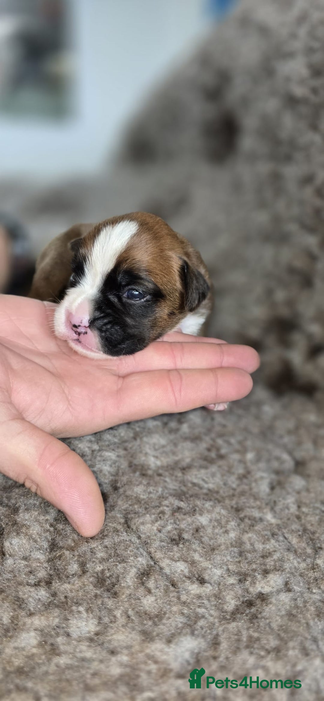 Boxer dogs for sale: Boxer puppies - Image 17