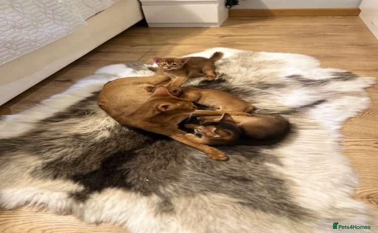 Abyssinian cats - Advert 2