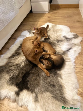 Abyssinian cats - Advert 2