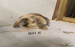 Mini Lop rabbits for sale: Beautiful Lop eared bunnies  - Advert 10