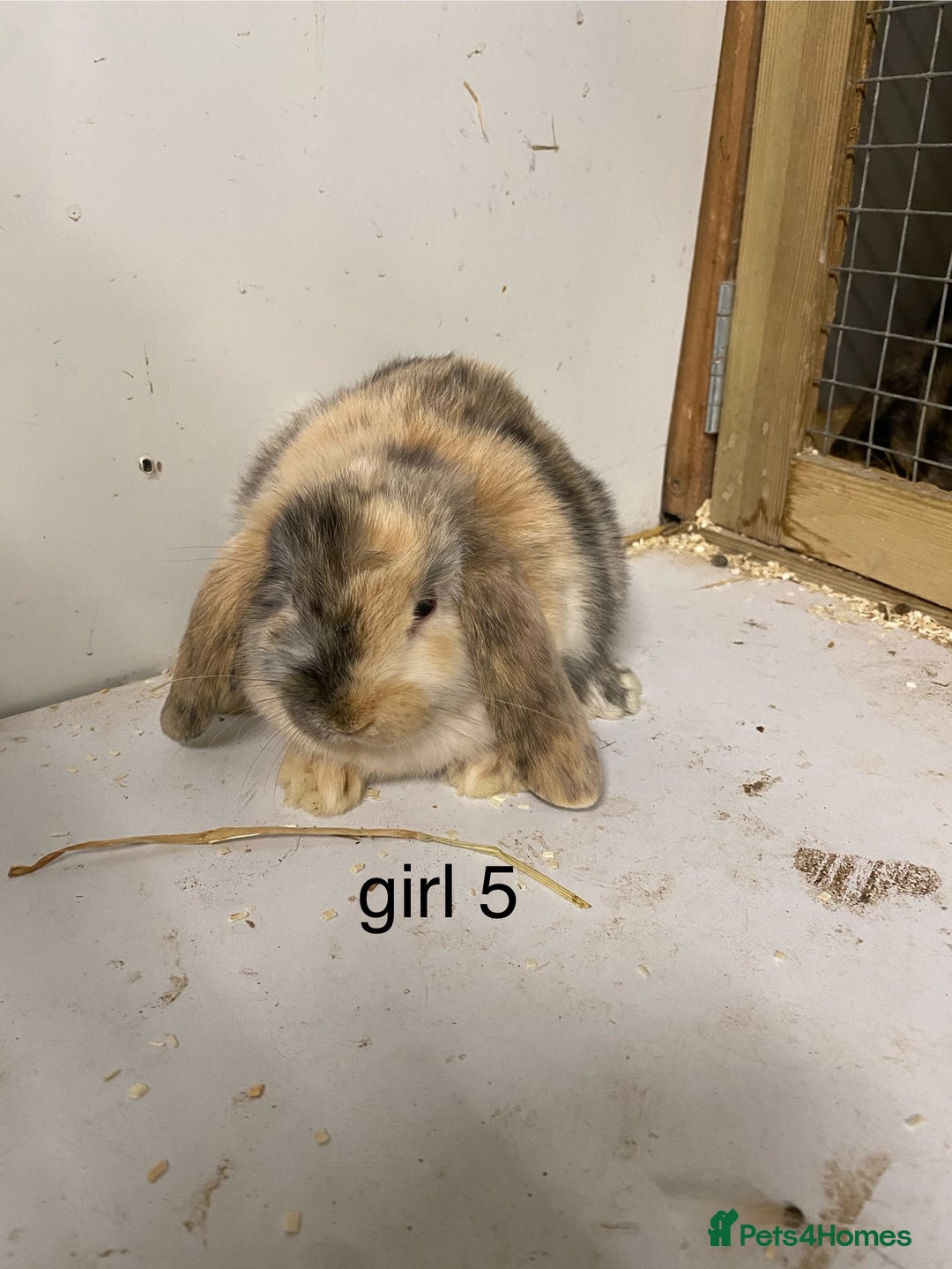 Mini Lop rabbits for sale: Beautiful Lop eared bunnies  - Advert 10