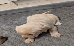 Labrador Retriever dogs for sale: Gorgeous Yellow Labrador Puppies - Image 5