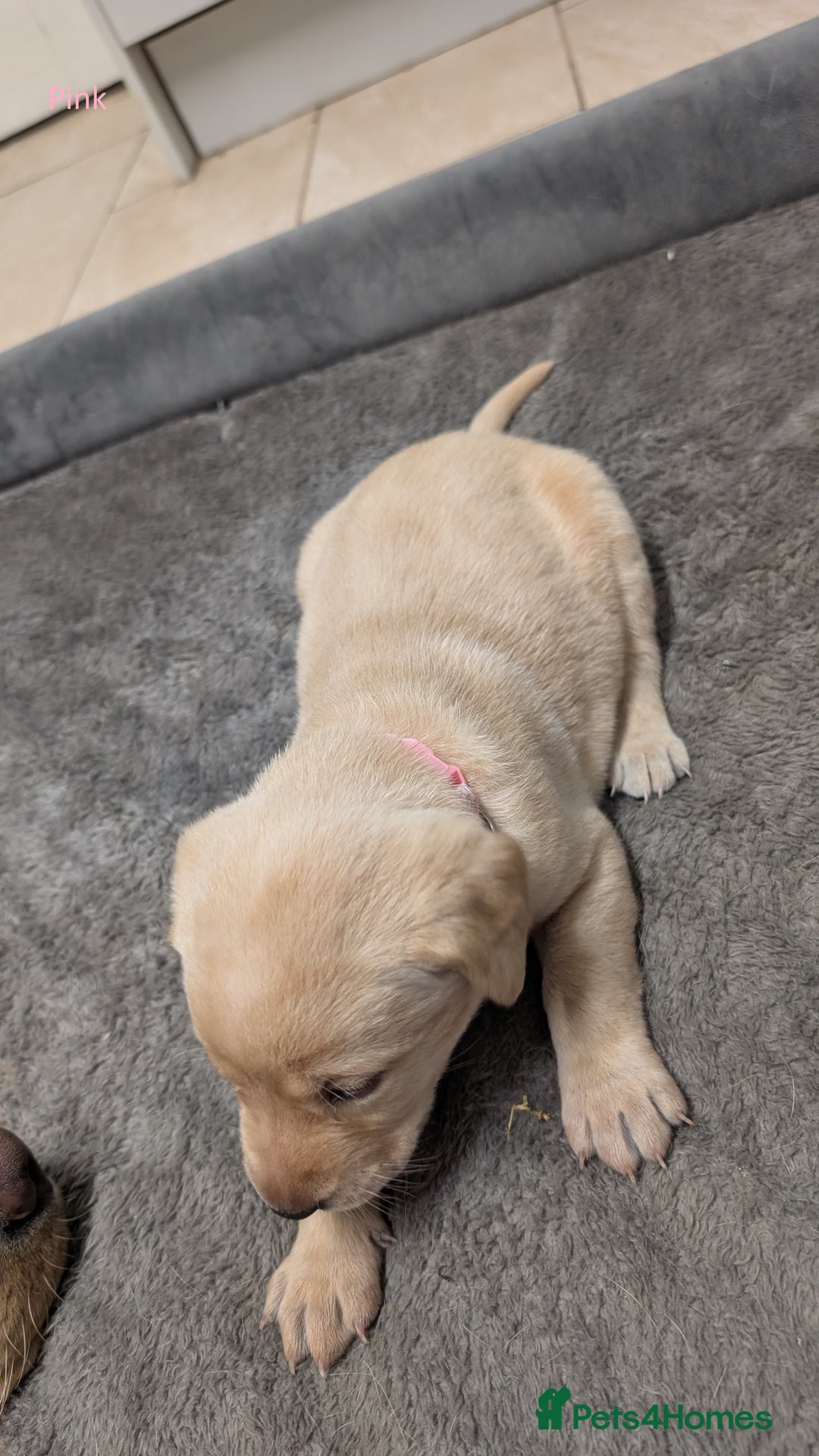 Labrador Retriever dogs for sale: Gorgeous Yellow Labrador Puppies - Image 5