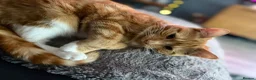 Mixed Breed cats for sale:  9 month ginger girl looking for forever home. - Advert 3