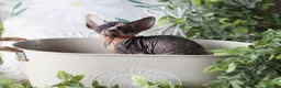 Sphynx cats for sale: Beautiful Pedigree Sphynx Kittens  - Advert 25