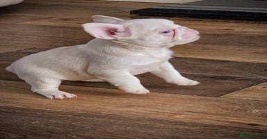 French Bulldog dogs - Advert 16