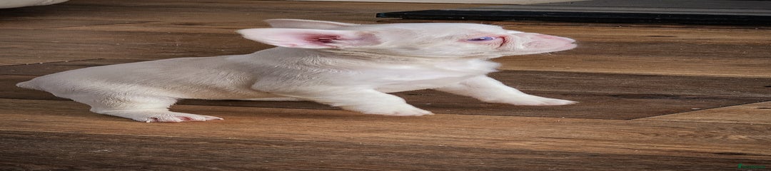 French Bulldog Puppy 5