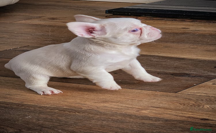French Bulldog dogs - Advert 1