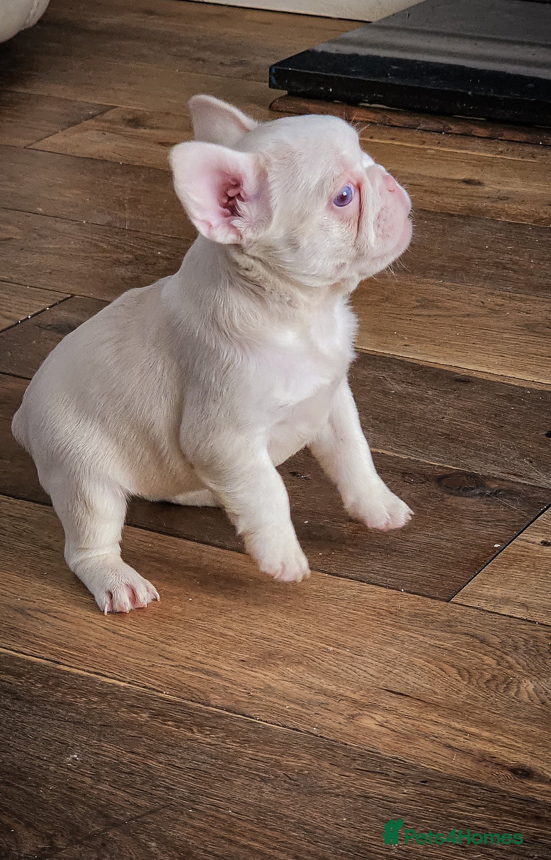French Bulldog dogs for sale: Top Notch French Bulldog puppies  - Image 13