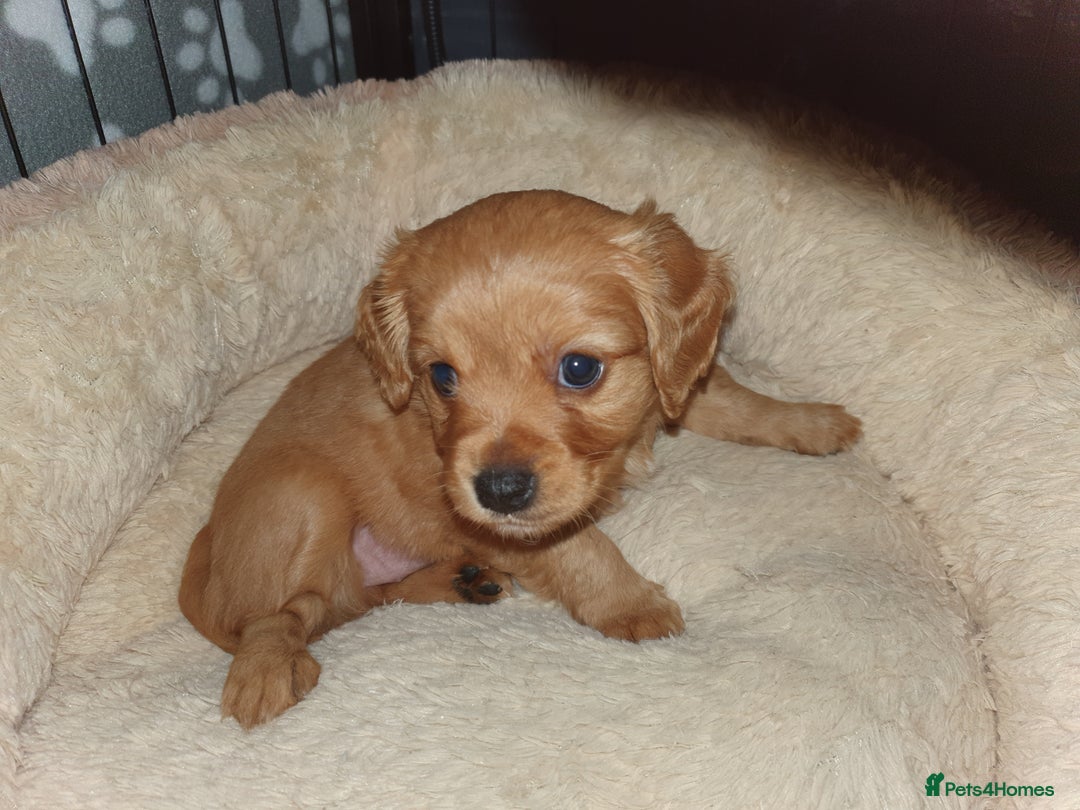 Mixed Breed dogs for sale: Beautiful red and fawn colour Cavapoochons pups - Advert 14