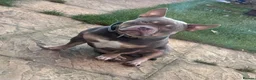 American Bully dogs for sale: Pocket bully  - Advert 2