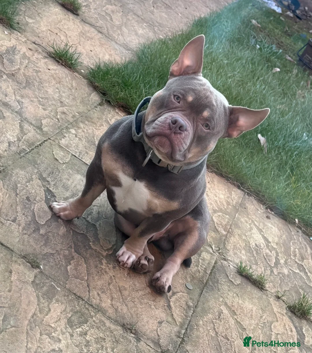 American Bully dogs for sale: Pocket bully  - Advert 2