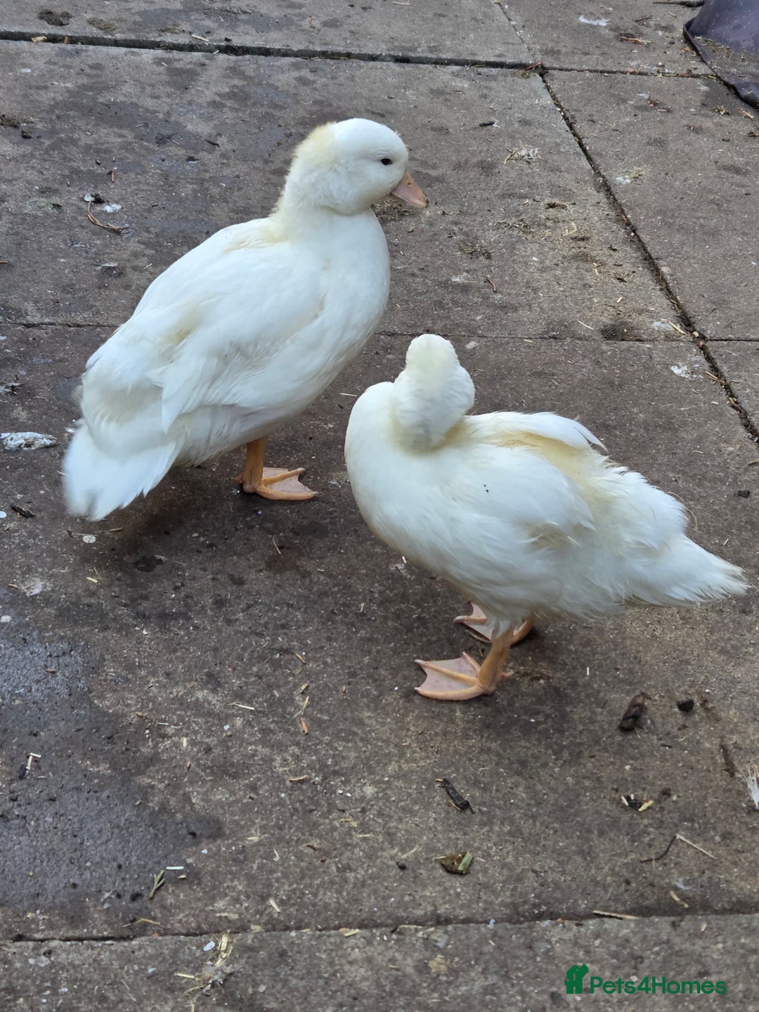Ducks poultry for sale: Mini call Ducks  - Image 5