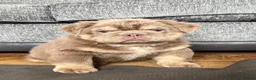 English Bulldog dogs for sale: READY TO LEAVE Fluffy English Bulldog Puppies - Advert 1
