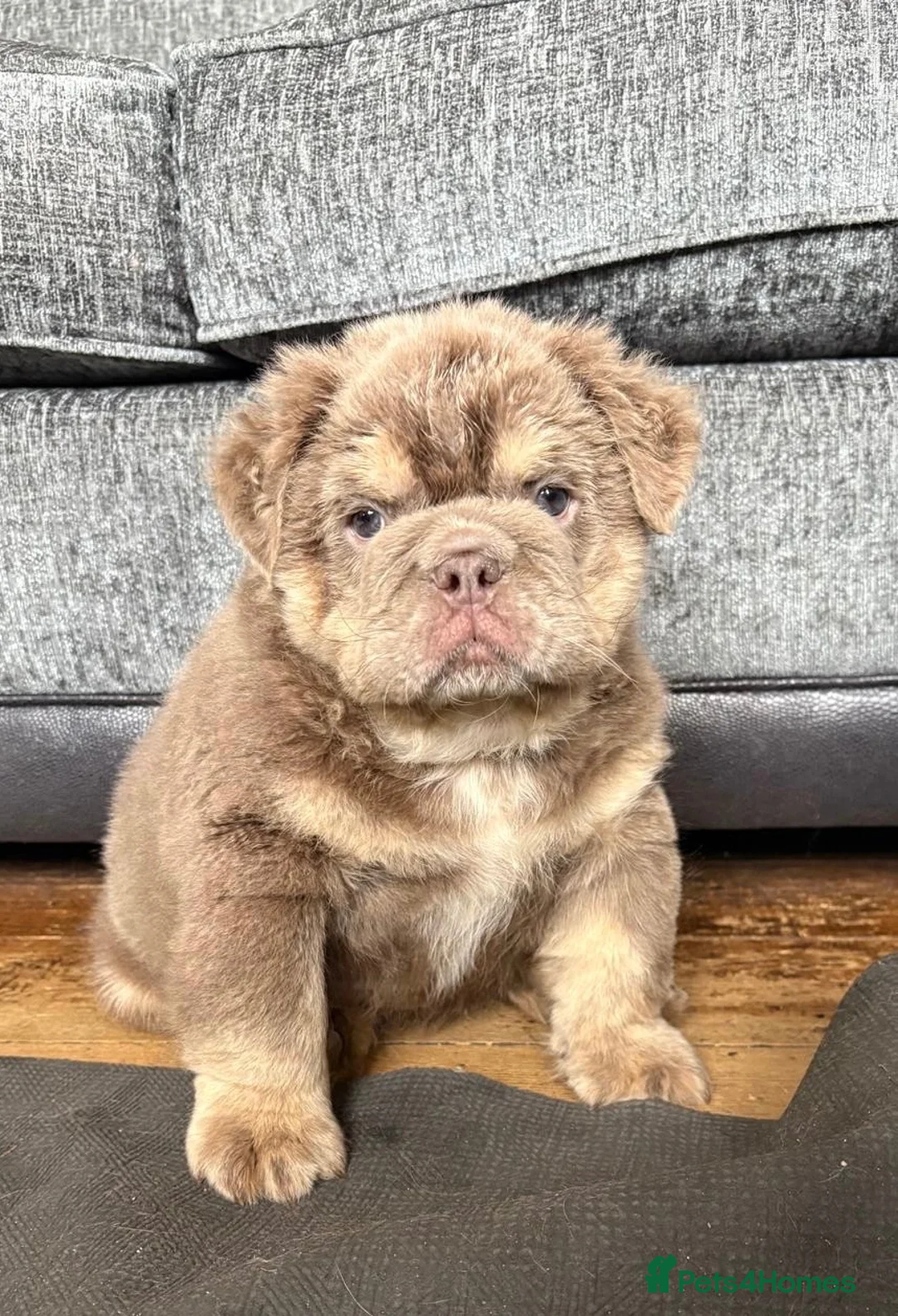 English Bulldog dogs for sale: READY TO LEAVE Fluffy English Bulldog Puppies - Advert 1