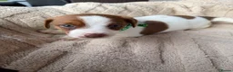 Jack Russell dogs for sale: stunning Jackrussel puppies - Advert 33