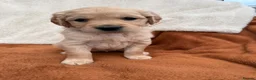 Golden Retriever dogs for sale: KC Registered Golden Retriever Puppies  in Tenterden - Advert 27