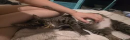 Bengal cats for sale: Savannah x bengal ONE MALE LEFT - Advert 21