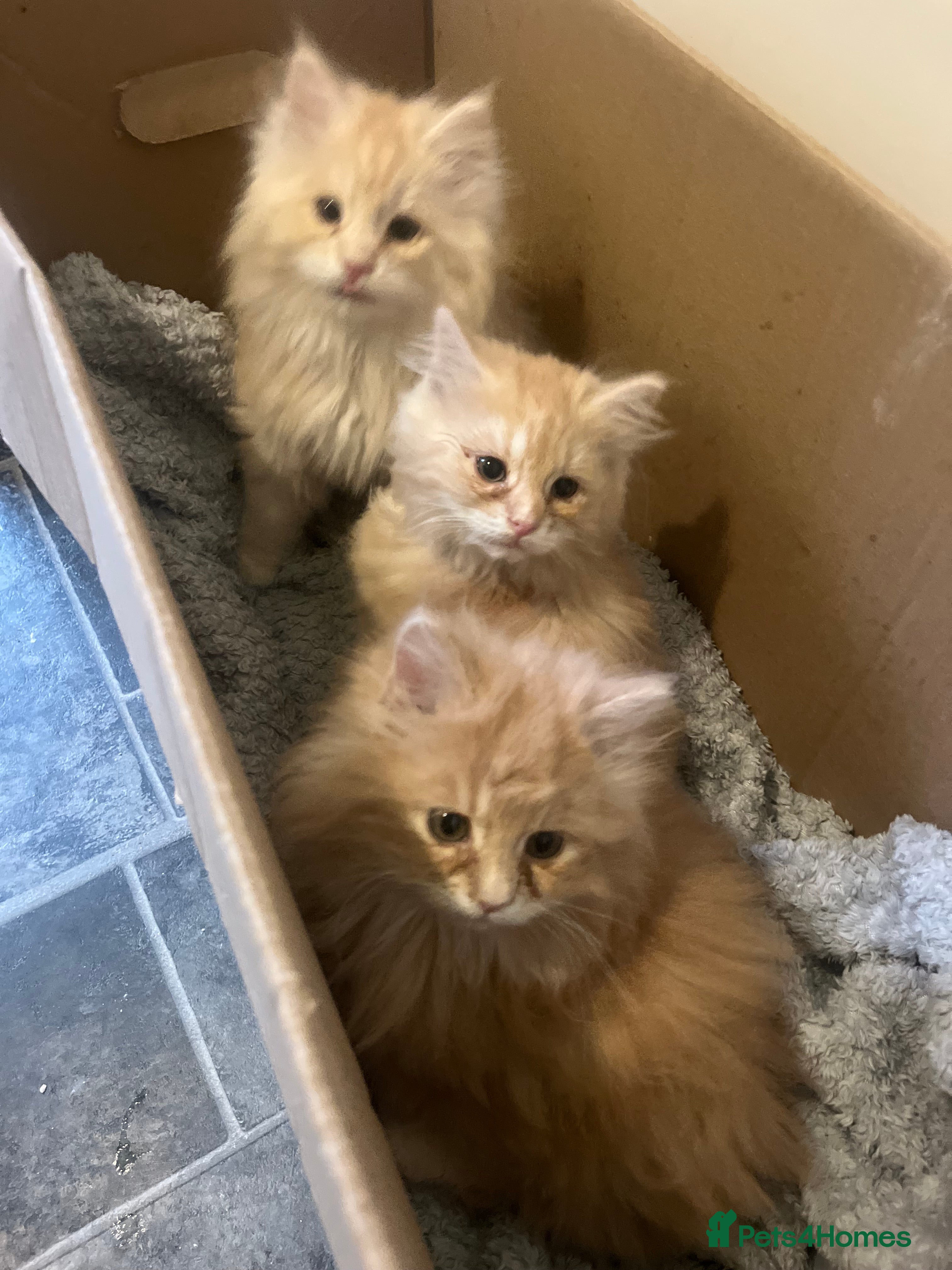 Maine Coon cats Full Maine Coon Dilute Red Kittens Ready To Go  - Advert 10