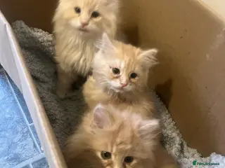 Maine Coon cats Full Maine Coon Dilute Red Kittens Ready To Go - Advert 10