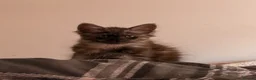 Maine Coon cats for sale: Male Maine coon kitten  - Advert 2