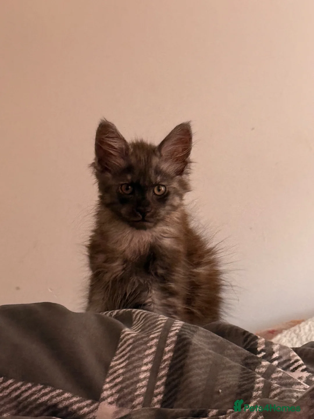 Maine Coon cats for sale: Male Maine coon kitten  - Advert 2