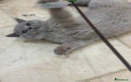 British Shorthair cats for sale: READY NOW - Lilac, BiColours & Colourpoint  - Image 28