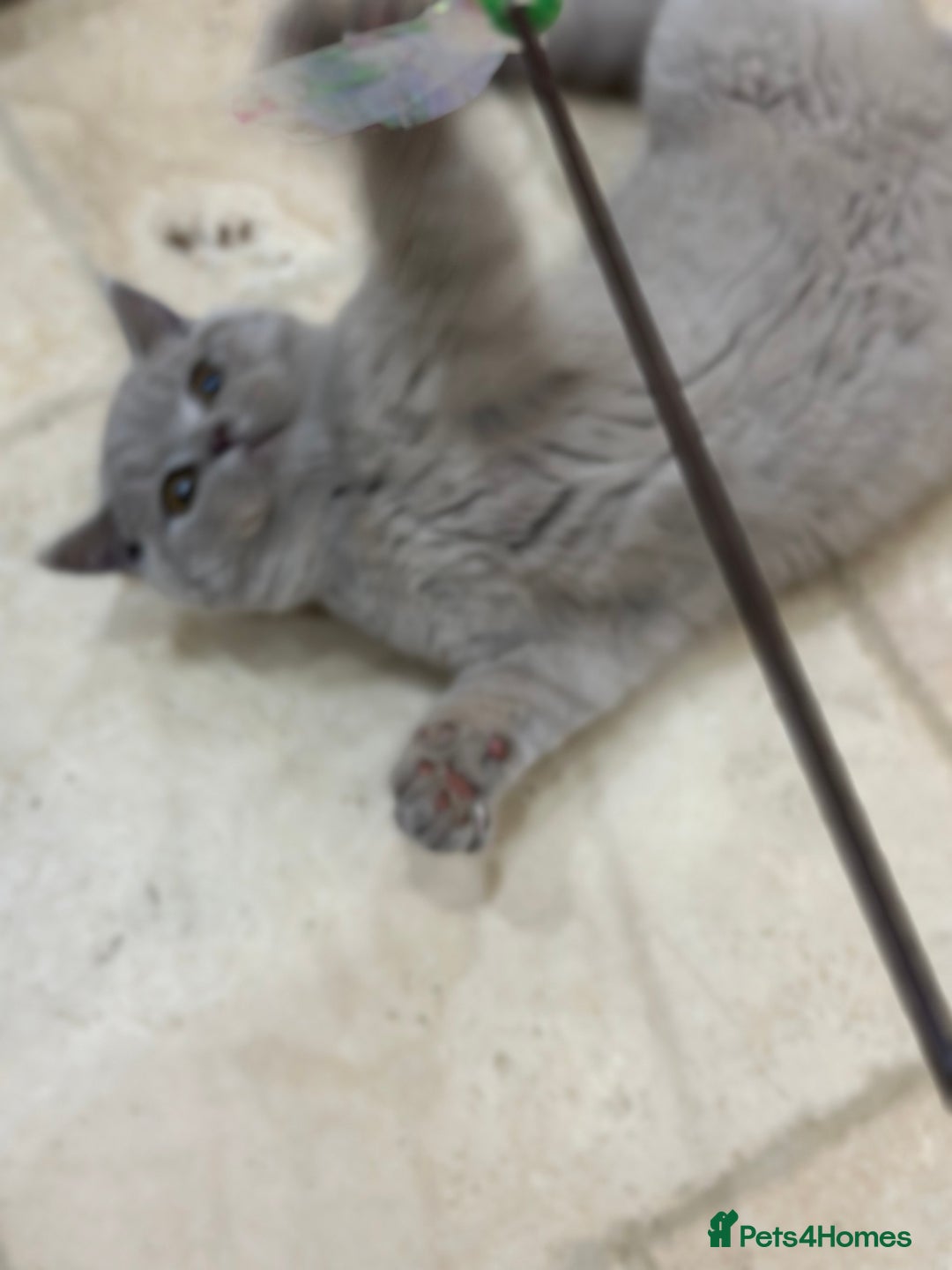 British Shorthair cats for sale: READY NOW - Lilac, BiColours & Colourpoint  - Image 28