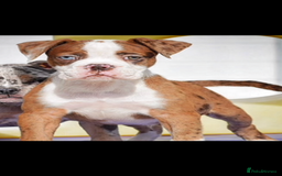 Olde English Bulldogge dogs for sale: Olde English balldog - Image 4