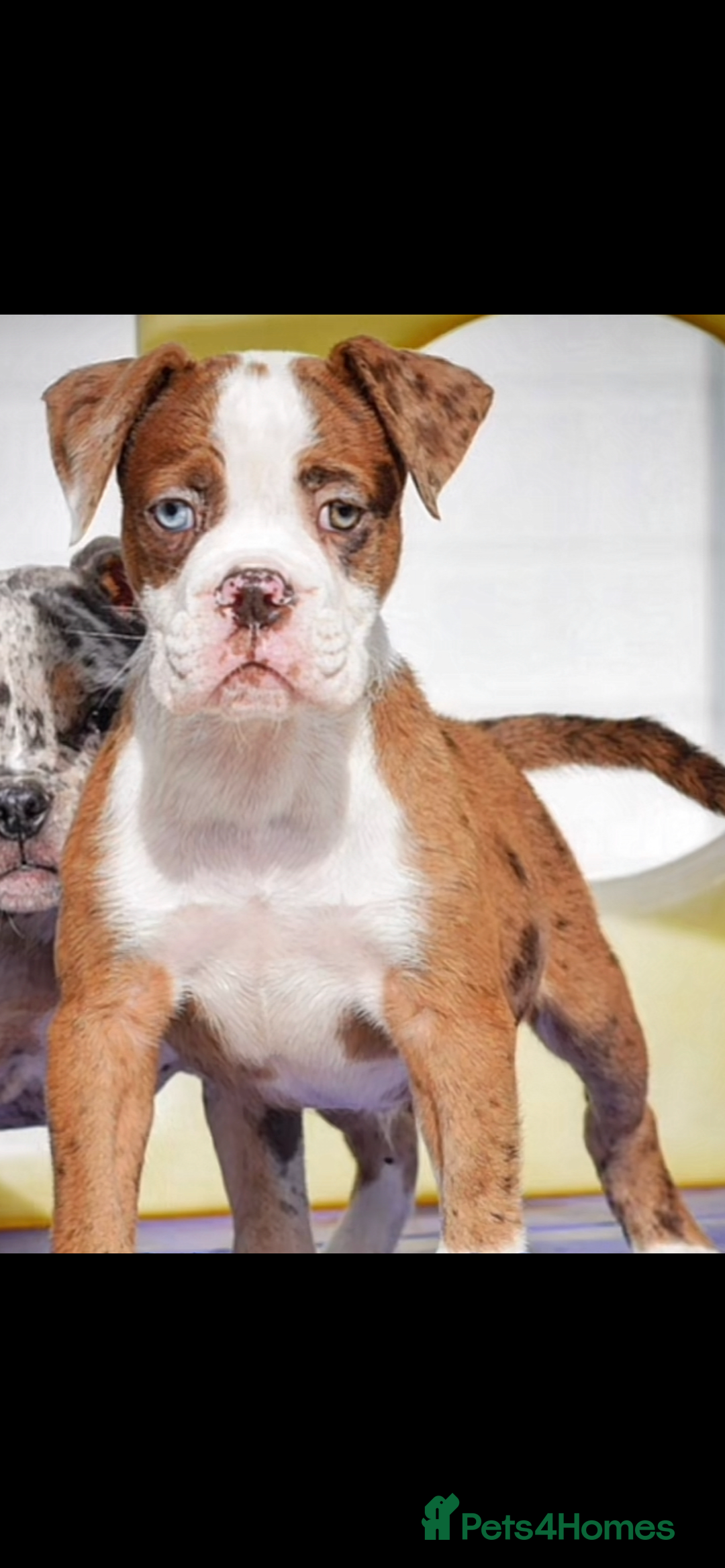 Olde English Bulldogge dogs for sale: Olde English balldog - Image 4
