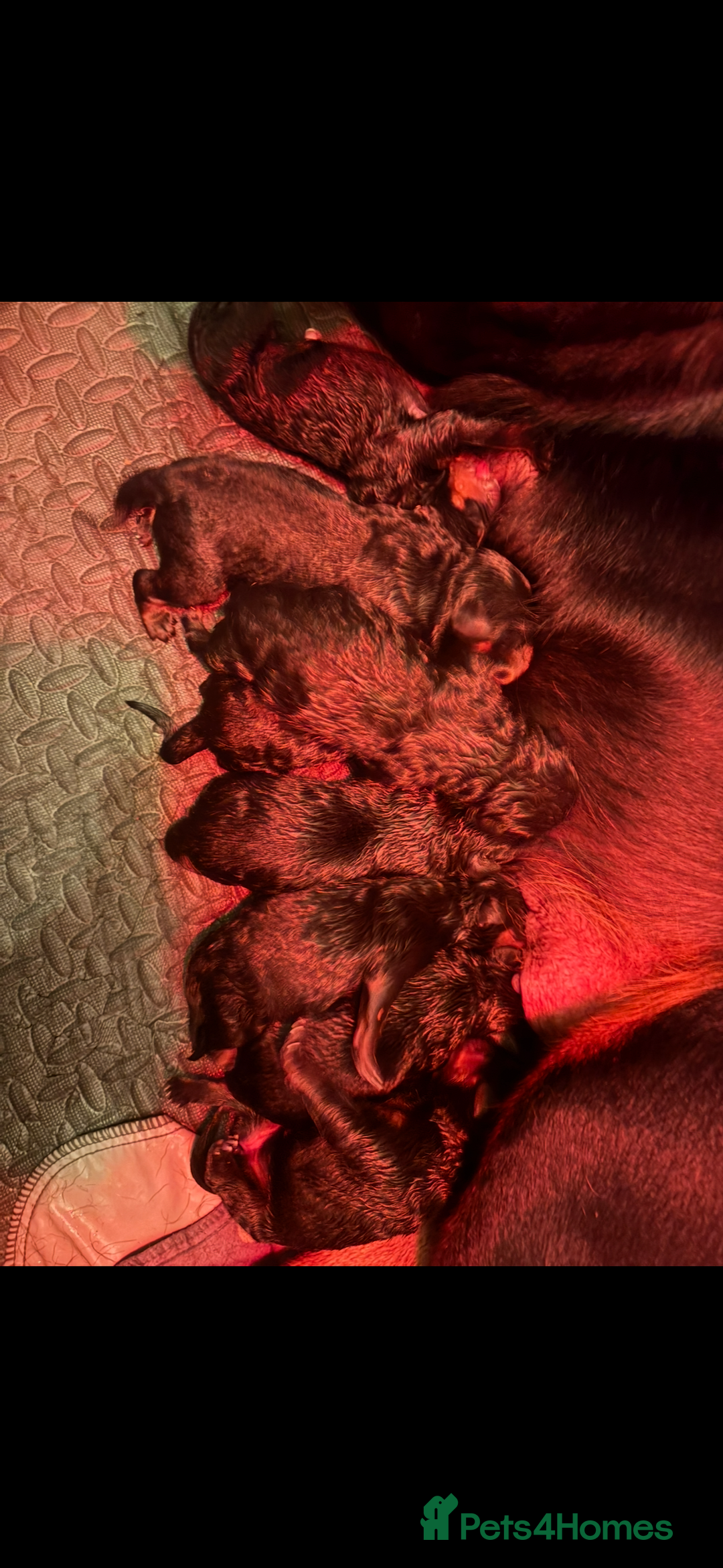 Rottweiler dogs for sale: Purebred Rottweiler Puppies Family Companions - Advert 3