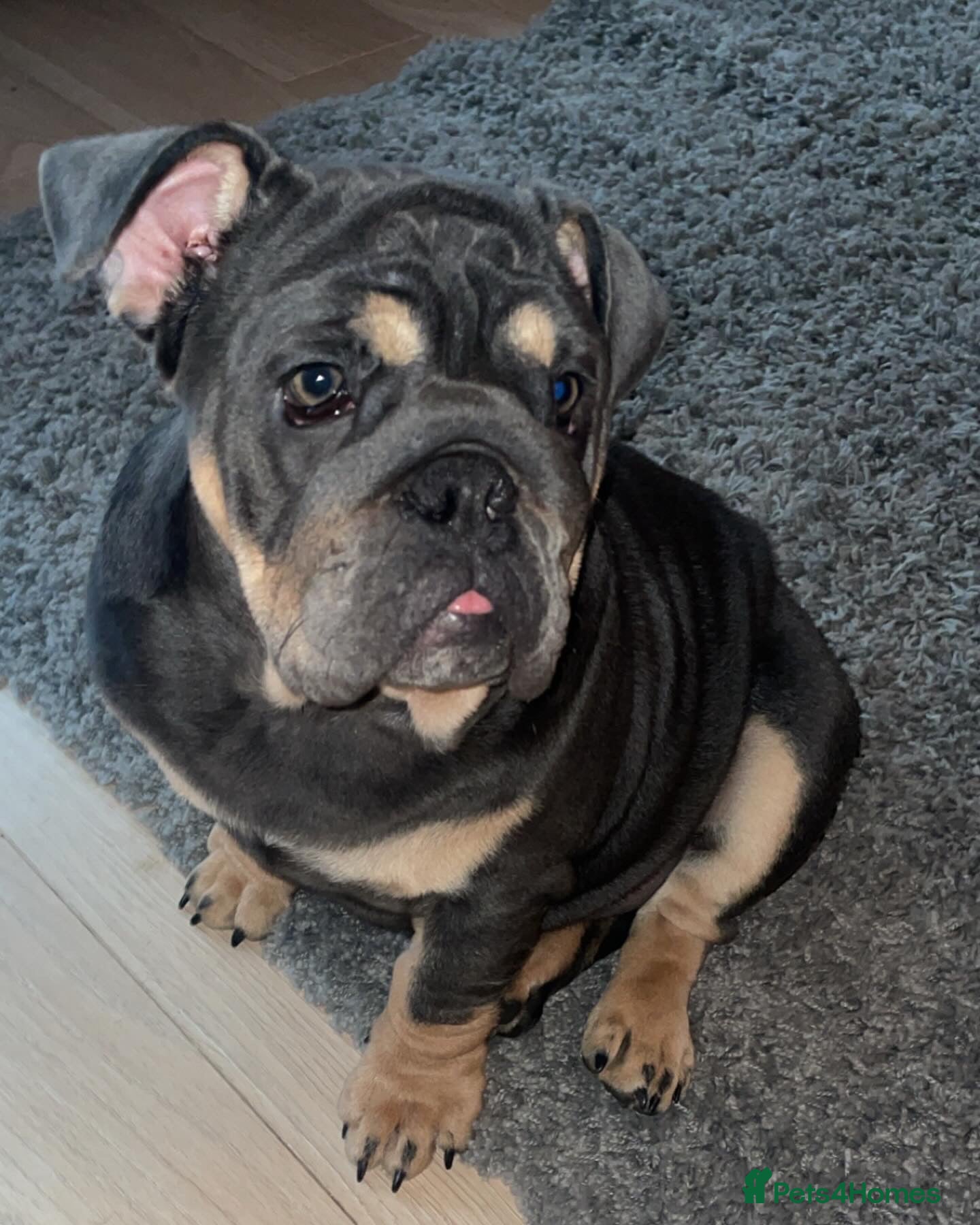 English Bulldog dogs Darla  - Advert 1