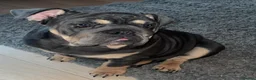 English Bulldog dogs for sale: Darla  - Advert 1
