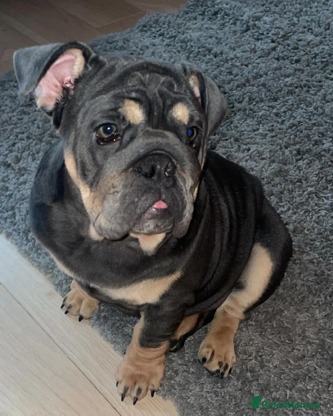 English Bulldog dogs for sale: Darla  - Advert 1