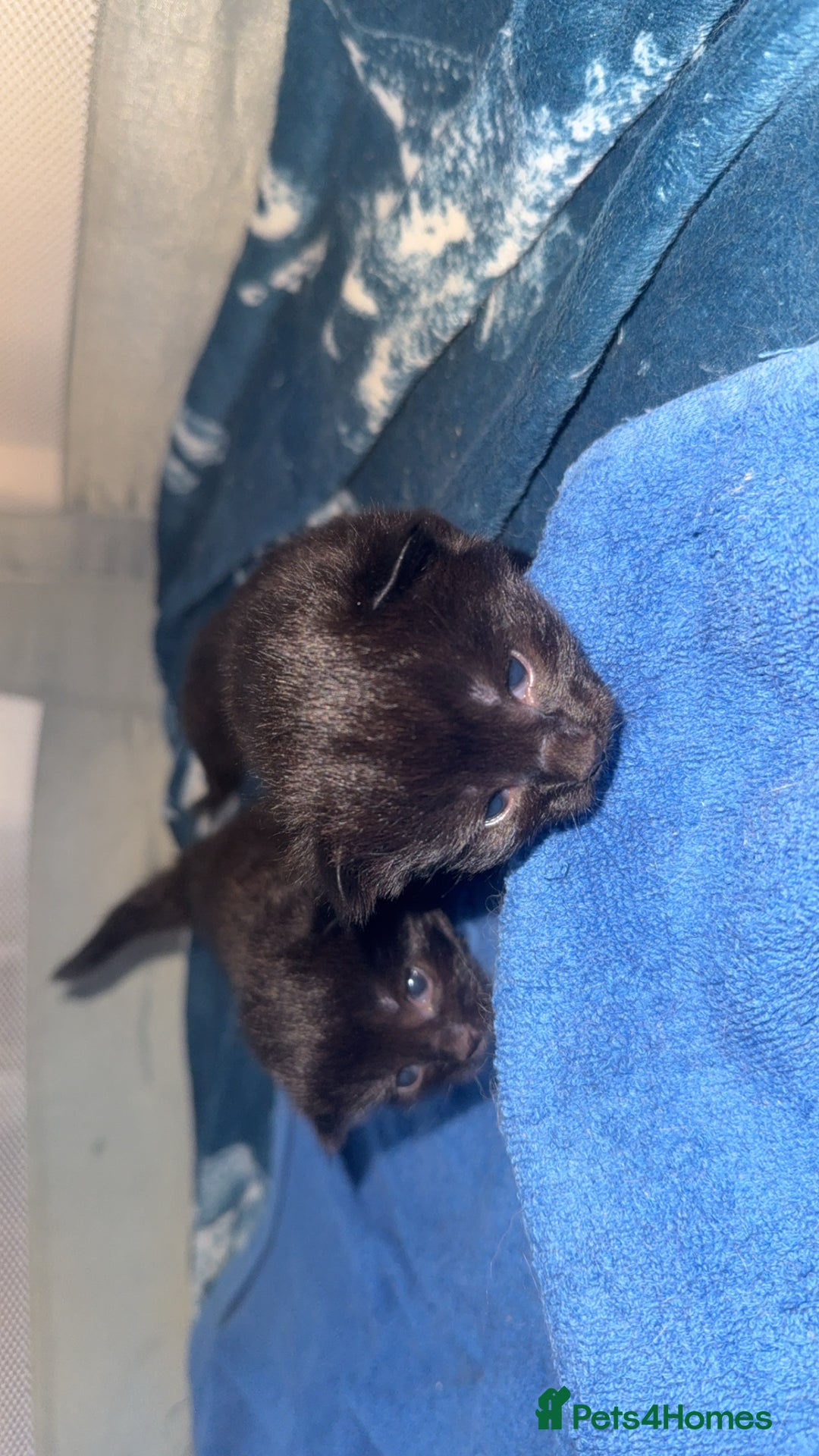 Mixed Breed cats for sale: 4 beautiful kittens for sale - Image 3