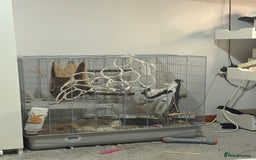 Rat rodents for sale: 2 young male rats - Advert 1