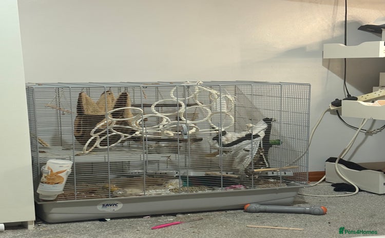 Rat rodents 2 young male rats - Advert 6