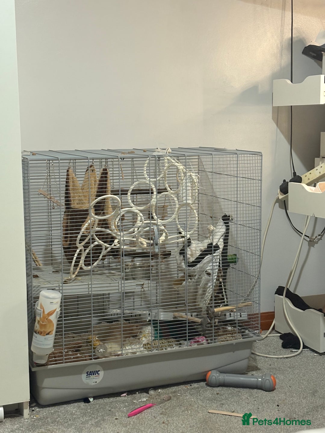 Rat rodents for sale: 2 young male rats - Advert 1