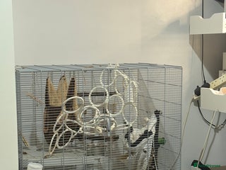 Rat rodents 2 young male rats - Advert 4