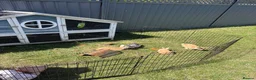 Dwarf Lop rabbits for sale: Rabbits for sale  in Warrington - Advert 5