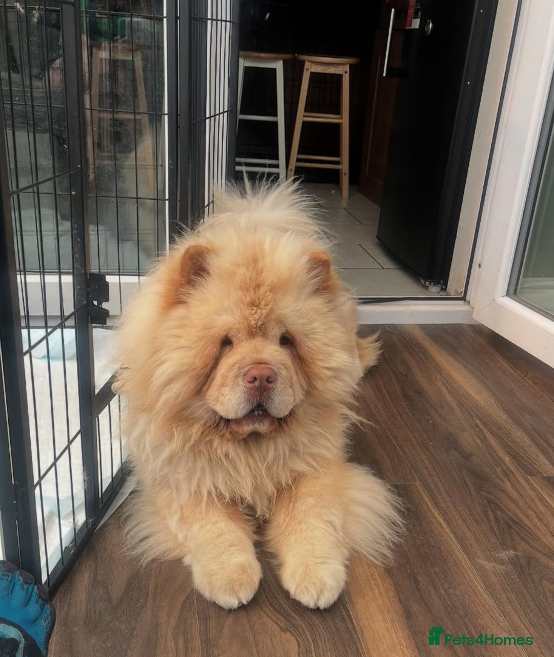 Siberian Husky dogs for sale: 3 fluffy chowski’s  - Advert 26