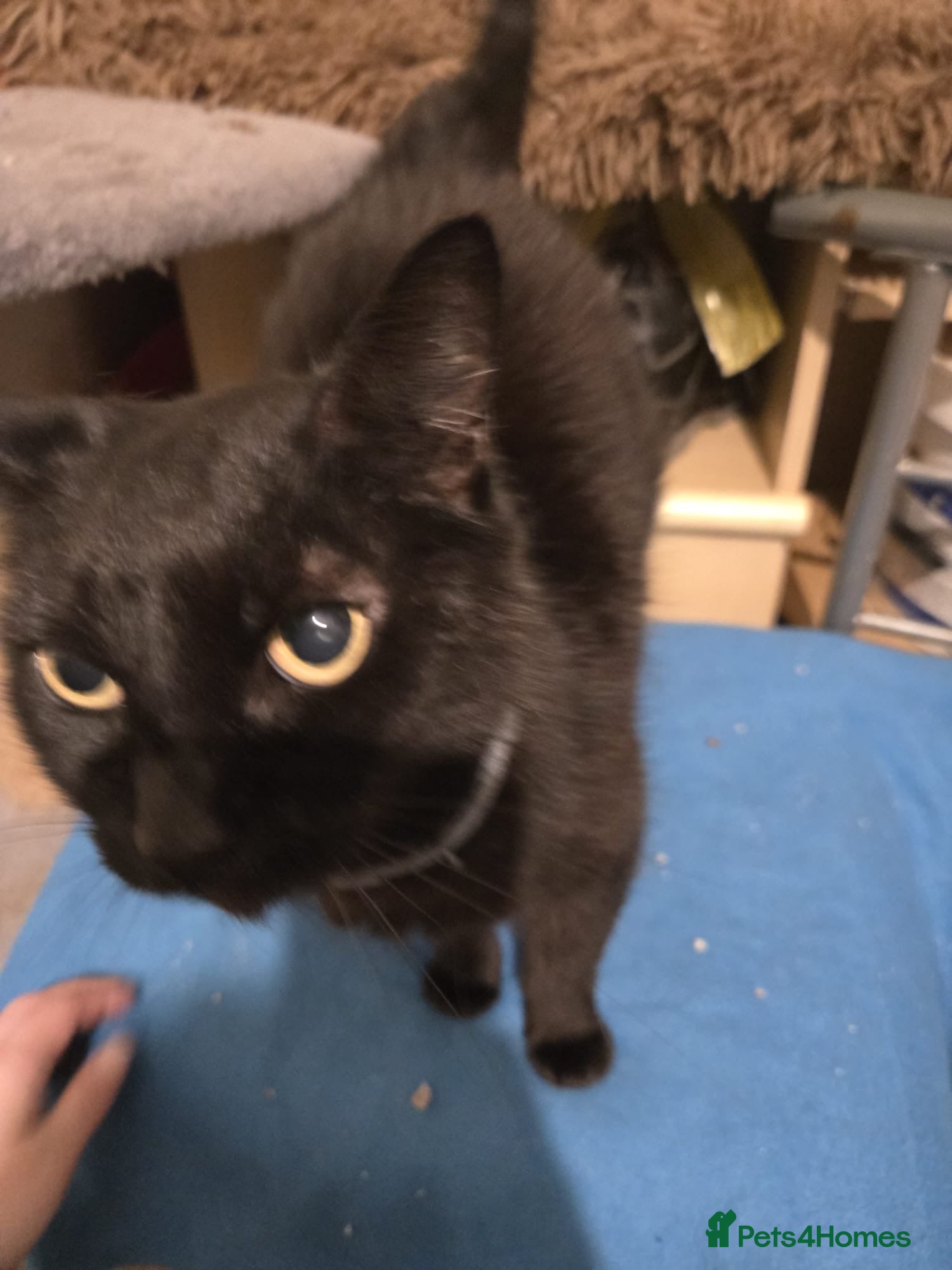 Domestic Shorthair cats Maisie is a sweet 9 yr old that just wants loving - Advert 15