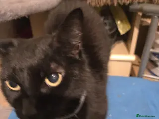 Domestic Shorthair cats Maisie is a sweet 9 yr old that just wants loving - Advert 15