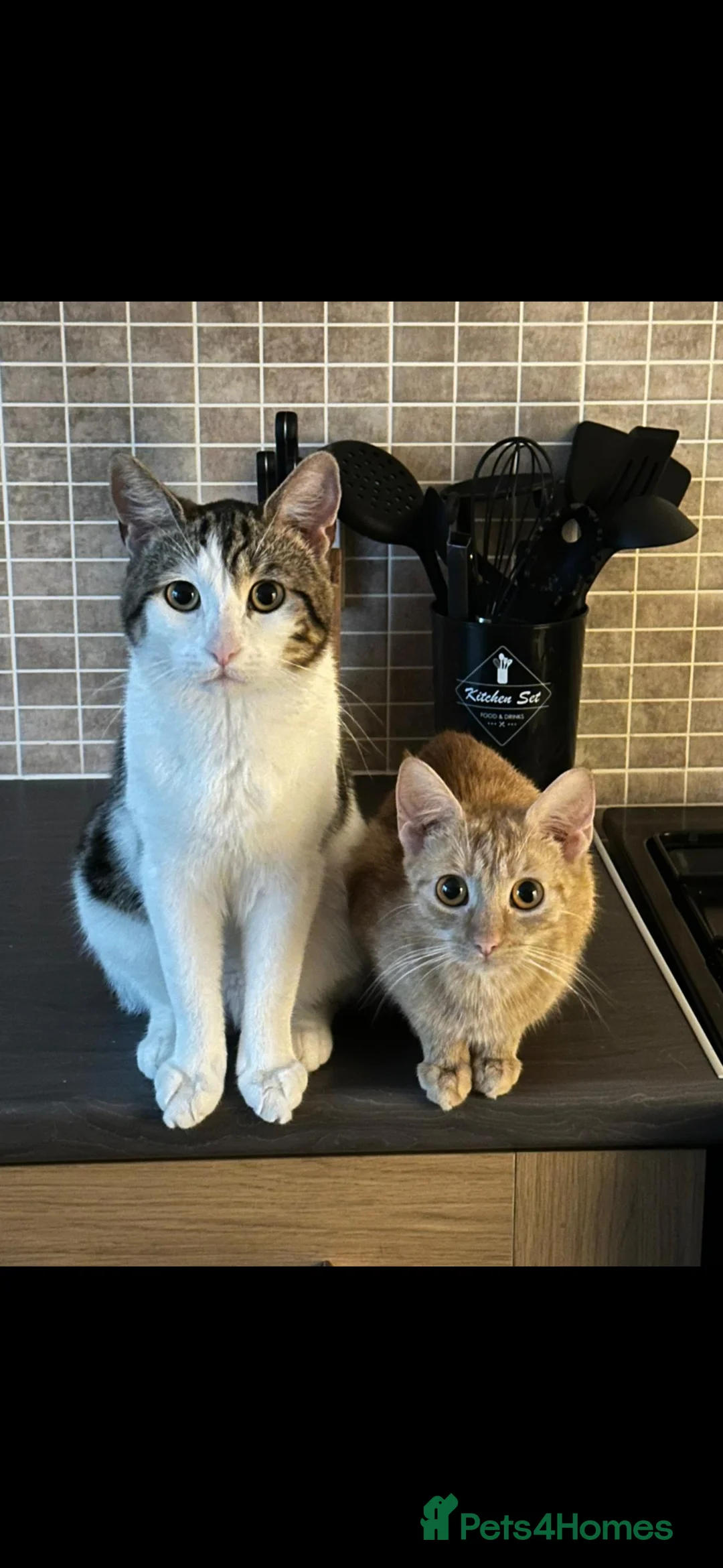 Mixed Breed cats for sale: 10 week old kittens (ready by 5th march) - Advert 36