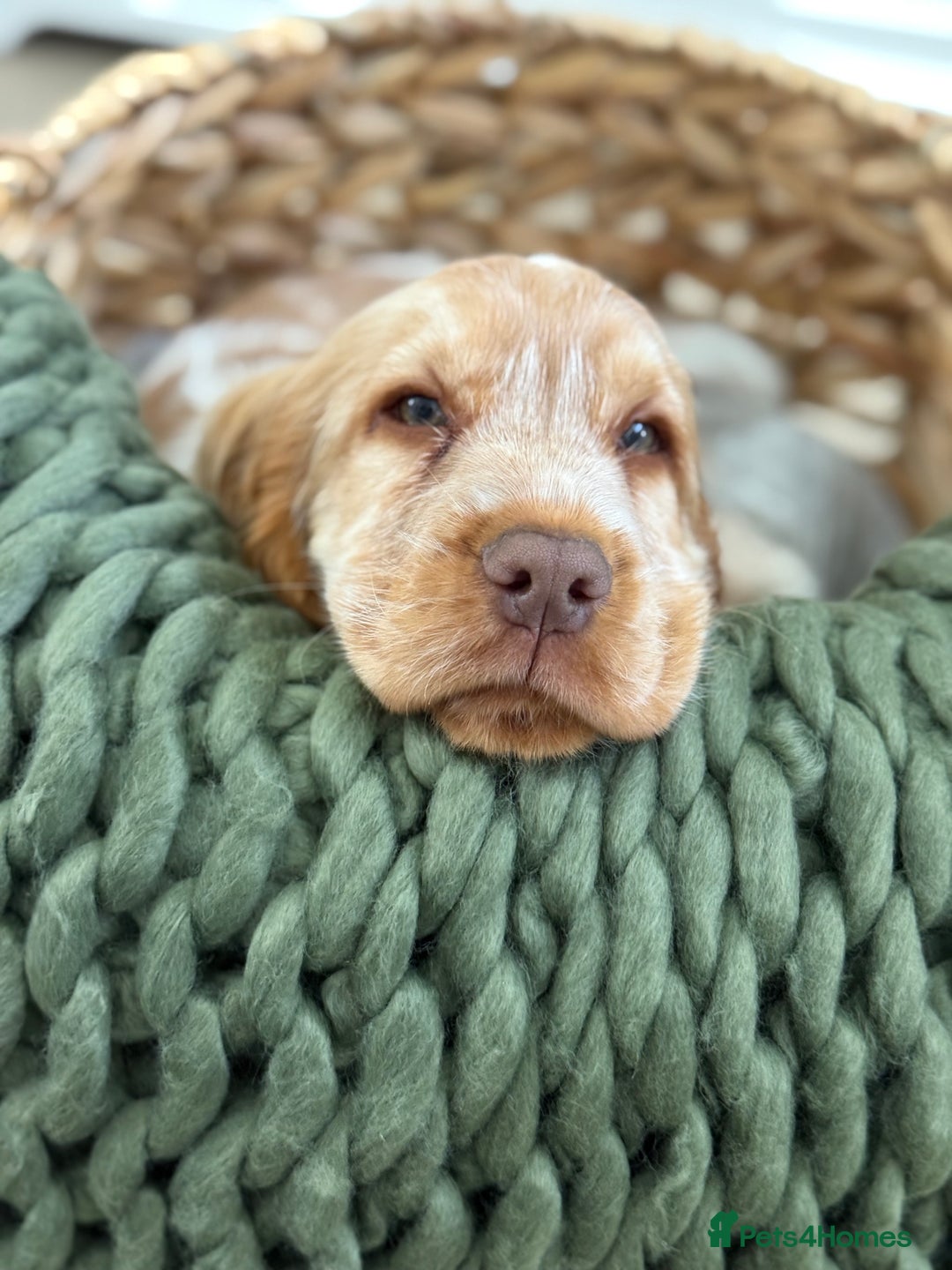 Cocker Spaniel dogs for sale: Show type cocker spaniels 🐶 ready now 🐶 - Image 16