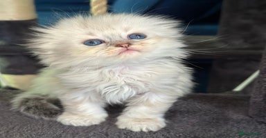 Mixed Breed cats - Advert 9