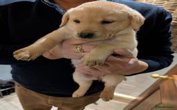 Labrador Retriever dogs for sale: Labrador Retriver Pupies For Sale - Image 18