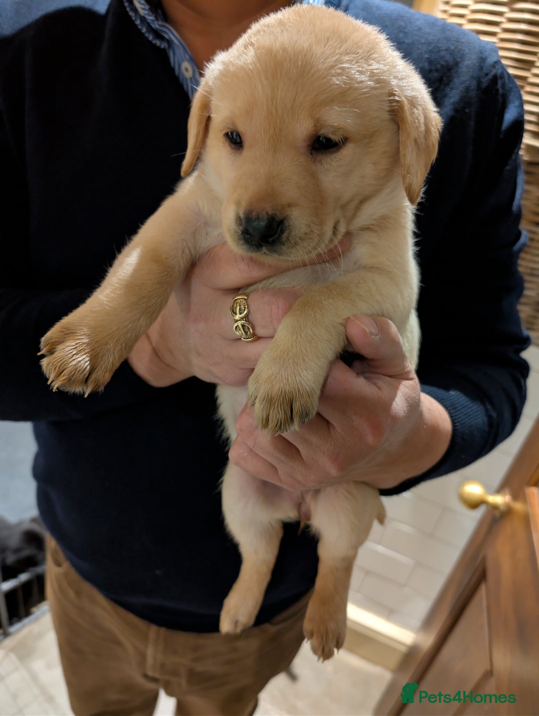 Labrador Retriever dogs for sale: Labrador Retriver Pupies For Sale - Image 18