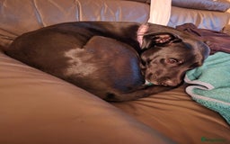 Mixed Breed dogs for sale: Mixed breed puppies for sale  - Advert 3